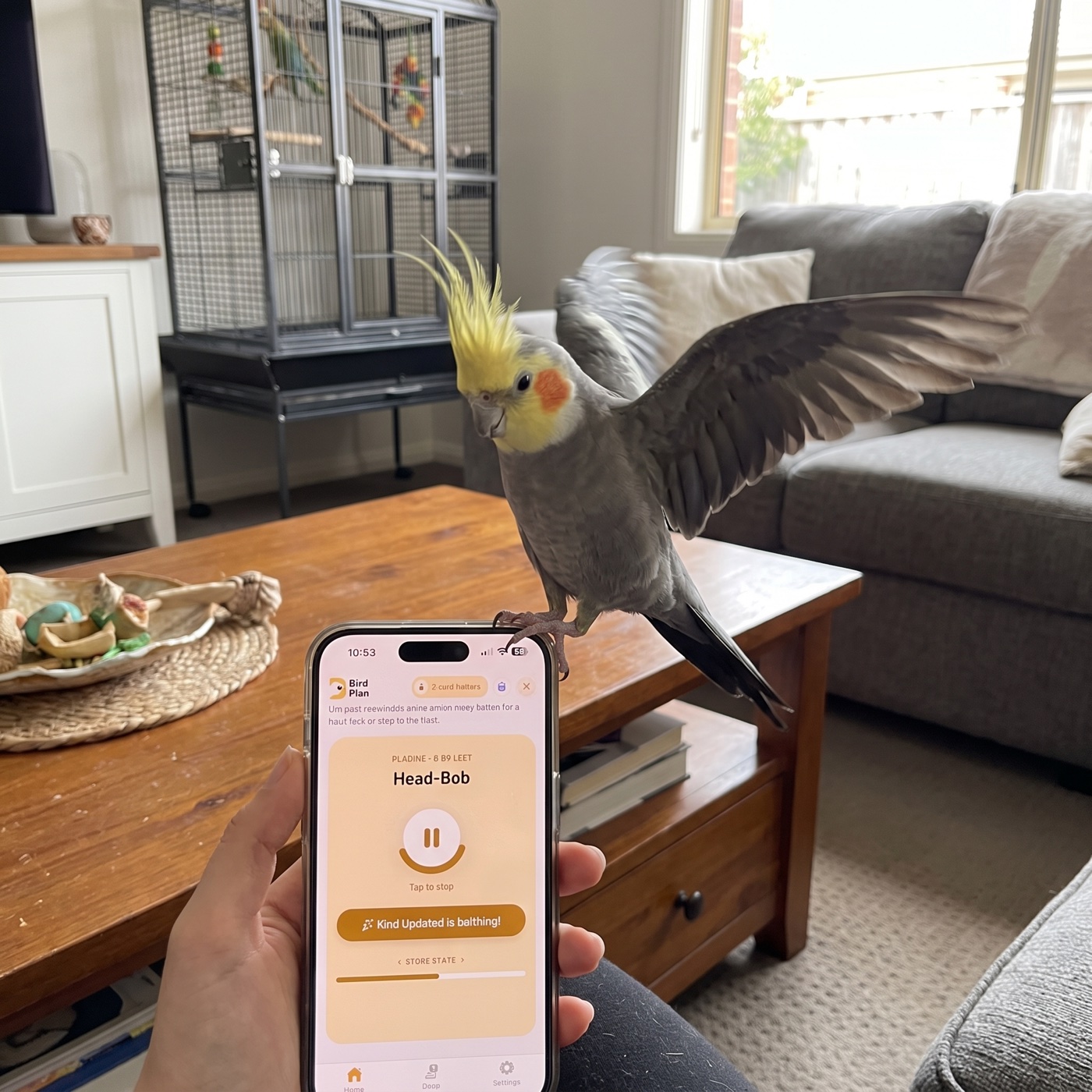 Cockatiel dancing to Play & Fun